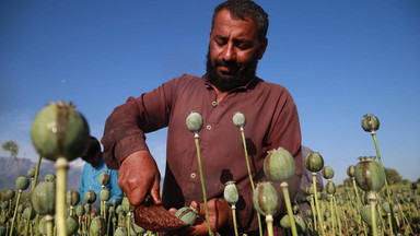 Afganistan jest uzależniony od produkcji narkotyków – co Zachód może w tej sprawie zrobić?