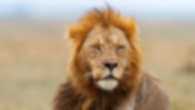 Lew atakuje antylopę na oczach turystów. W sieci pojawiło się nagranie