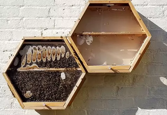 Zaproś pszczoły do salonu. Powstały ule, które możesz zamontować w domu