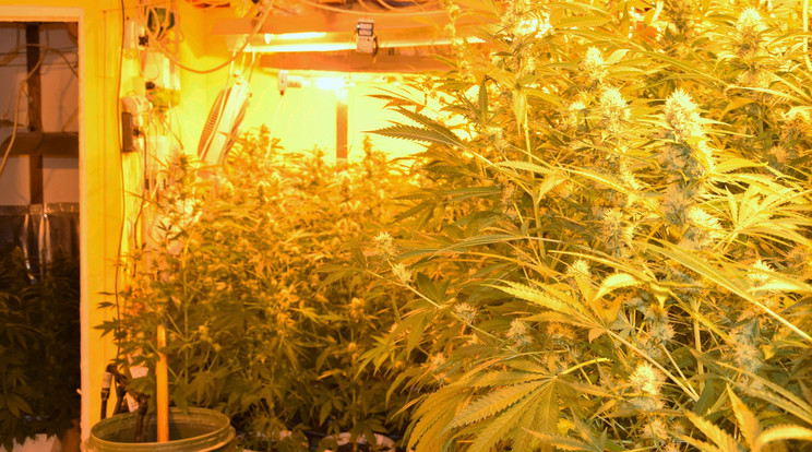 186 tő cannabist találtak /Fotó: police.hu