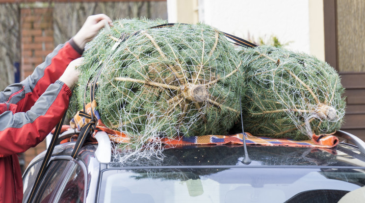 A szakértők azt javasolják, hogy a tetőcsomagtartón szállított karácsonyi fenyőt lehetőleg feszíthető hevederrel kössük meg / Fotó: Shutterstock