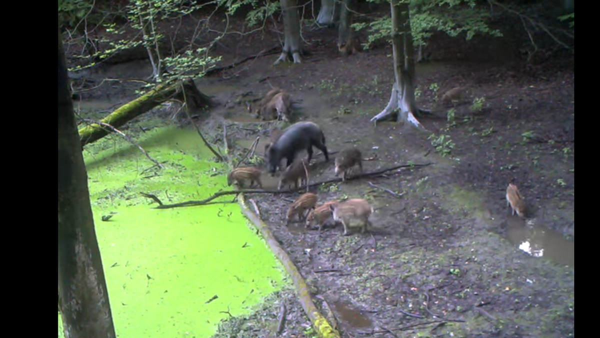 Dziki z młodymi żerujące przy bajorku, przechadzające się po polanie sarny i lisy, a nawet baraszkujące borsuki. I to  nagrane w swoim naturalnym środowisku. Warszawscy leśnicy podglądają zwierzęta żyjące w stołecznych lasach. Teraz dzielą się swoimi obserwacjami i udostępniają w sieci filmy z tzw. fotopułapek.