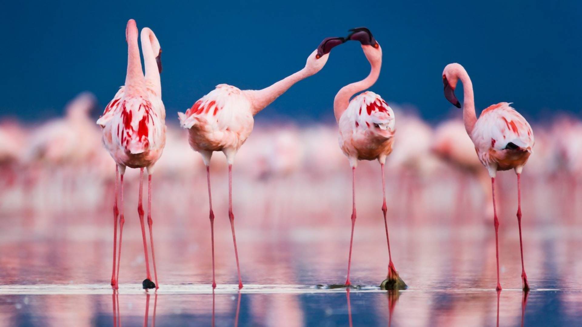 Visoke temperature pomogle flamingosima da snesu jaja