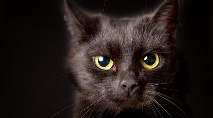 Nem tudni, hogy miért bánják  a macskákat / Illusztráció: Shutterstock