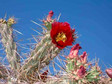 Galeria USA - Park Narodowy Kaktusów Saguaro, obrazek 1