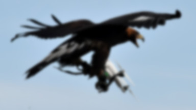 Francja: służby bezpieczeństwa szkolą orły do walki z dronami