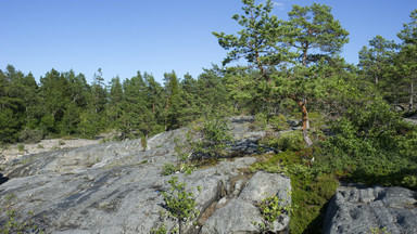 Polacy są wykorzystywani przy sadzeniu lasów w Szwecji