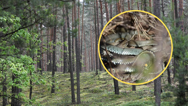 W polskich lasach budzą się węże. Leśnicy apelują o ostrożność