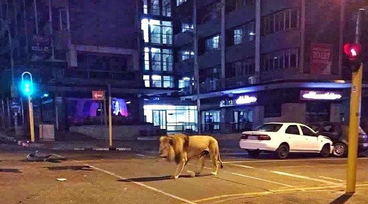 Egy oroszlán bemegy a városba, de miért?