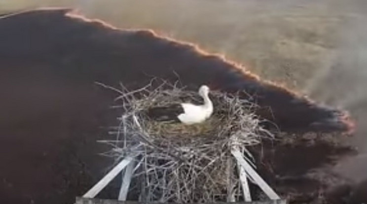 Mindent elpusztított a tűz, de ez a gólya bátran őrizte a fészkét / Fotó: Youtube - The Siberian Times