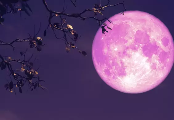 Pełnia Różowego Księżyca wkrótce na niebie. Najbardziej wpłynie na te trzy znaki zodiaku