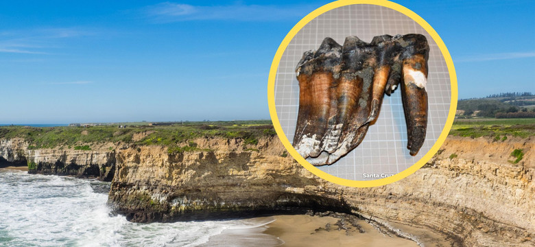 Prehistoryczne znalezisko z plaży przepadło bez śladu. Może liczyć nawet kilka milionów lat