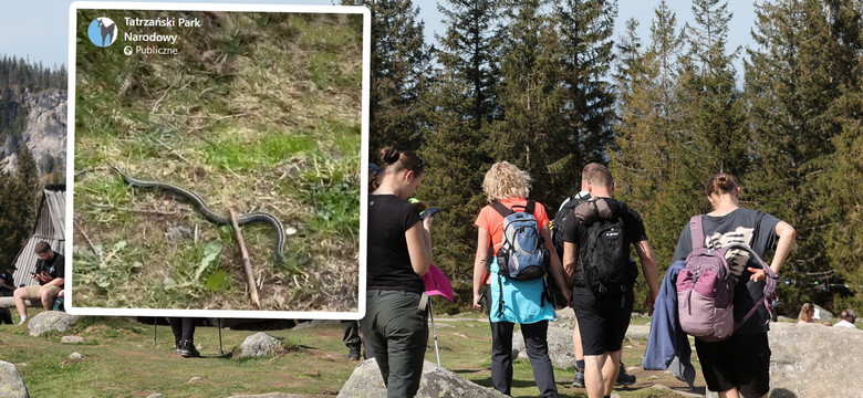 Tatrzański Park Narodowy pokazał jadowitego węża. Apel do turystów