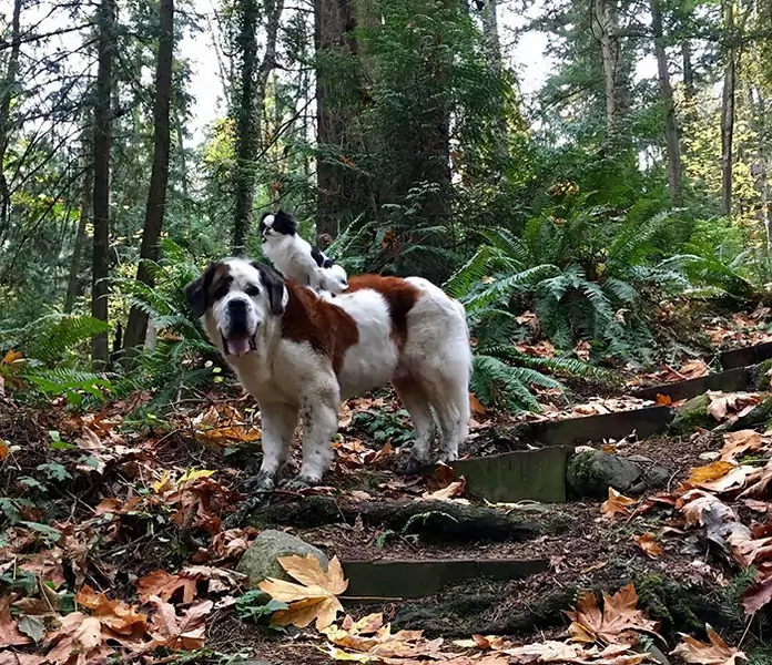 giant-saint-bernard-carries-tiny-dog-blizzard-lulu-david-mazzarella-5