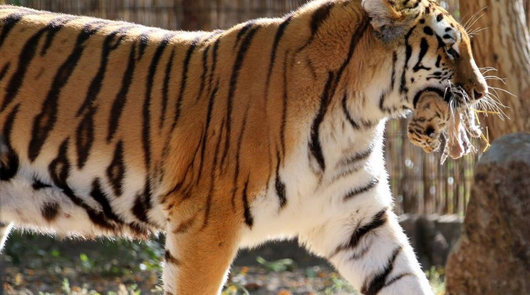 Az egyhetes tigriskölyköket szinte csak a fogai 
között tudta biztonságban anyjuk, Jana