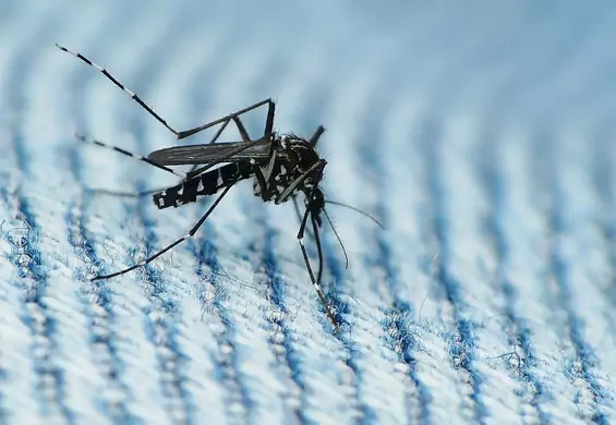 Czy silne mrozy mogą zabić komary? Naukowcy mają odpowiedź
