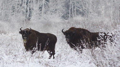 Leśnicy chcą policzyć żubry w Białowieży, ale jest za ciepło