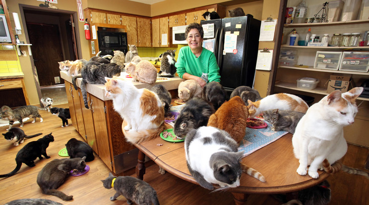 A nő azután szeretett bele
a macskákba, hogy elvált a
férjétől /Fotó: Northfoto