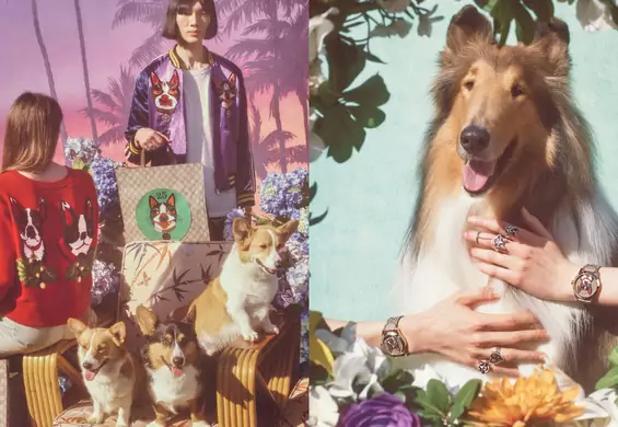 Z miłości do psów - Gucci stworzył kapsułową kolekcję z czworonogami w roli głównej