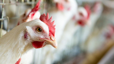 Podkarpackie: ognisko ptasiej grypy w gospodarstwie przyzagrodowym pod Przeworskiem