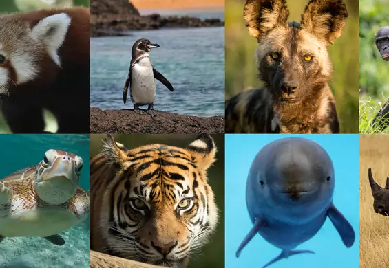 Oto 24 gatunki zwierząt, które mogą wyginąć na naszych oczach