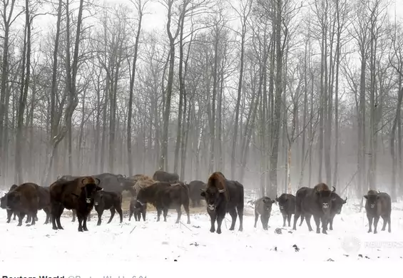 30 lat po katastrofie w Czarnobylu życie kwitnie. Matka Natura ze wszystkim sobie poradzi