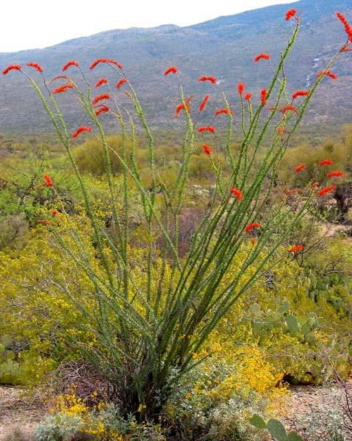 Galeria USA - Park Narodowy Kaktusów Saguaro, obrazek 11