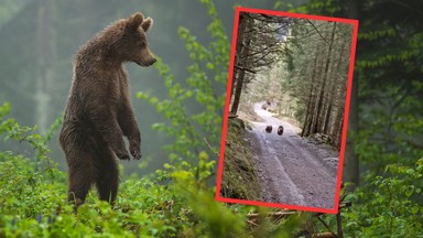 Rodzinka niedźwiedzi na szlaku w Tatrach. Turyści powinni uważać