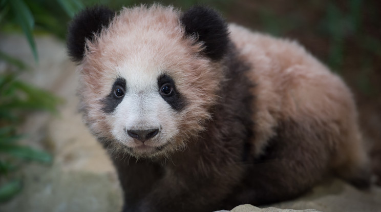 Bemutatkozott Jüan Meng, az öthónapos pandabocs /Fotó: AFP