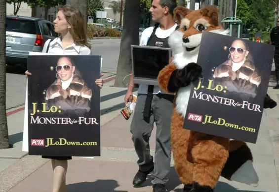 Bojkotowali Jennifer Lopez, odarli ze skóry Królika Bugsa. 7 odważnych akcji PETA