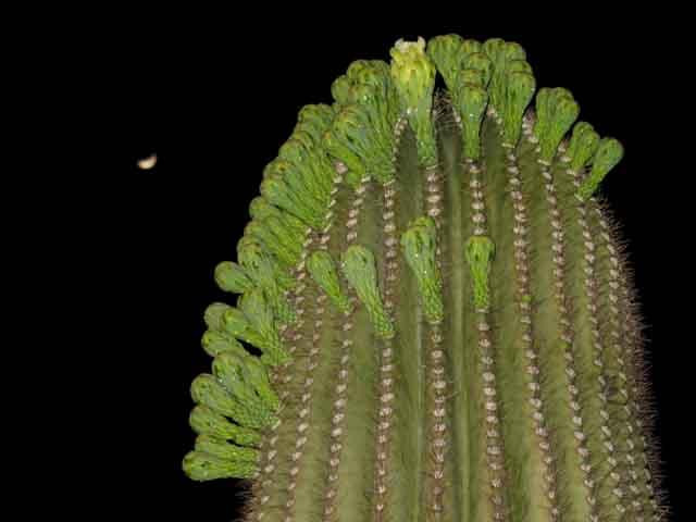 Galeria USA - Park Narodowy Kaktusów Saguaro, obrazek 17