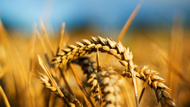 FAO: produkcja pszenicy w tym roku wzrośnie o 7,6 proc. rdr