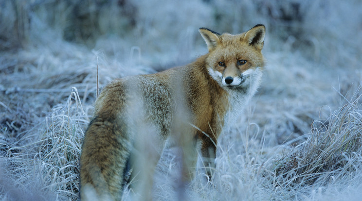 Az extrém hidegnek sok állat esik áldozatául /Illusztráció: Northfoto