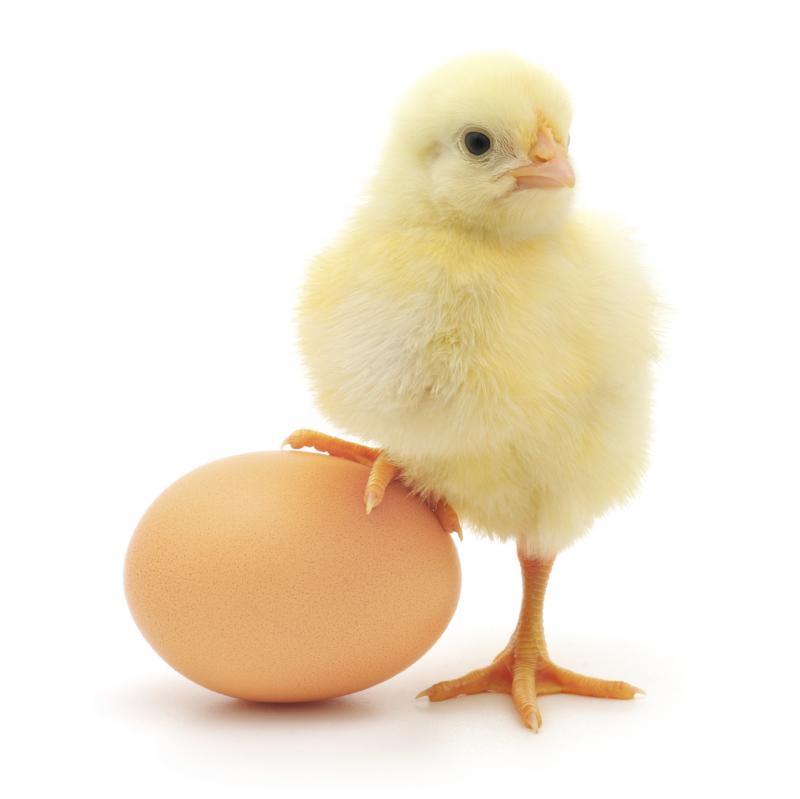 A hűtőben, vagy a spájzban tartod a tojást? Ezt jobb, ha tudod, mielőtt tárolni szeretnéd!