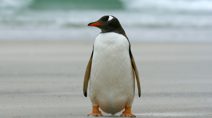 Falklands pingvin / Fotó: Northfoto