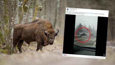 Żubr zmierzał na przejście dla pieszych, wtem nadjechała policja. "Takie rzeczy tylko na Podlasiu"