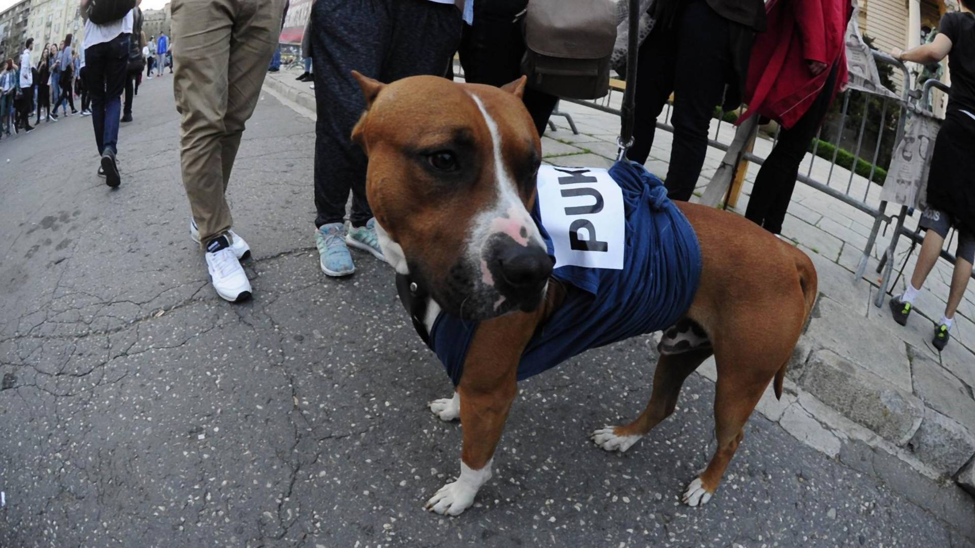Pas koji podržava demonstrante je naš heroj protesta - pogađate šta "kaže"?