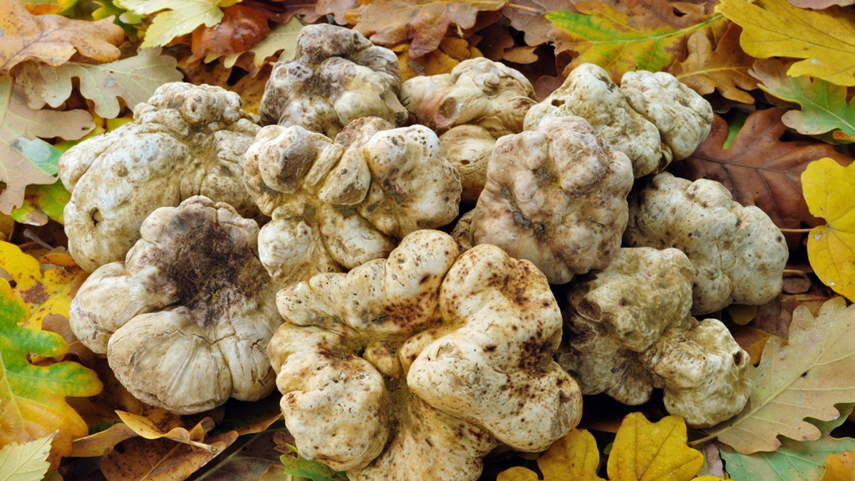 Białą truflę o wyjątkowej wadze prawie półtora kilograma znaleziono w rejonie Bolonii na północy Włoch. To prawdopodobnie największy okaz na świecie. Rekordzistka zostanie sprzedana na aukcji charytatywnej.