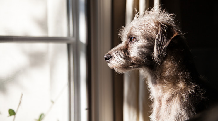 Hátba szúrta majd kihajította az erkélyen a kutyáját egy férfi / Illusztráció: Shutterstock