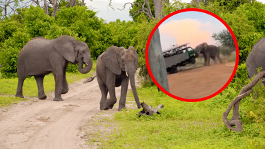 Chwile grozy na safari. Słoń podniósł ciężarówkę z turystami