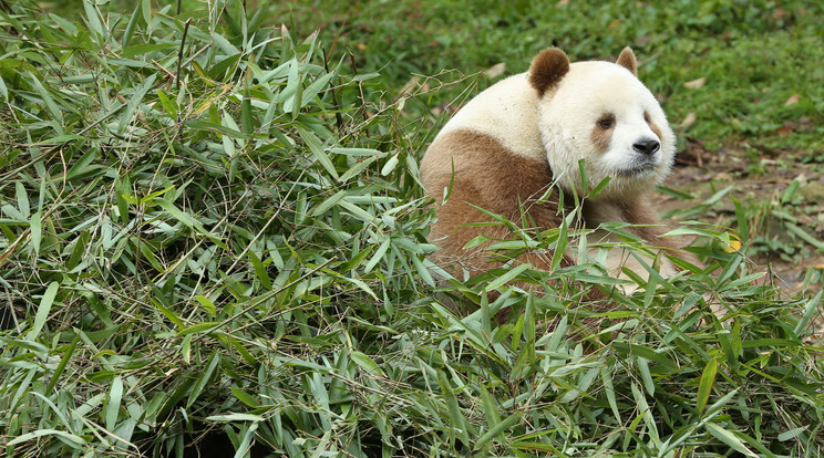 Qizai az egyetlen fehér-barna panda a világon/Fotó:Northfoto