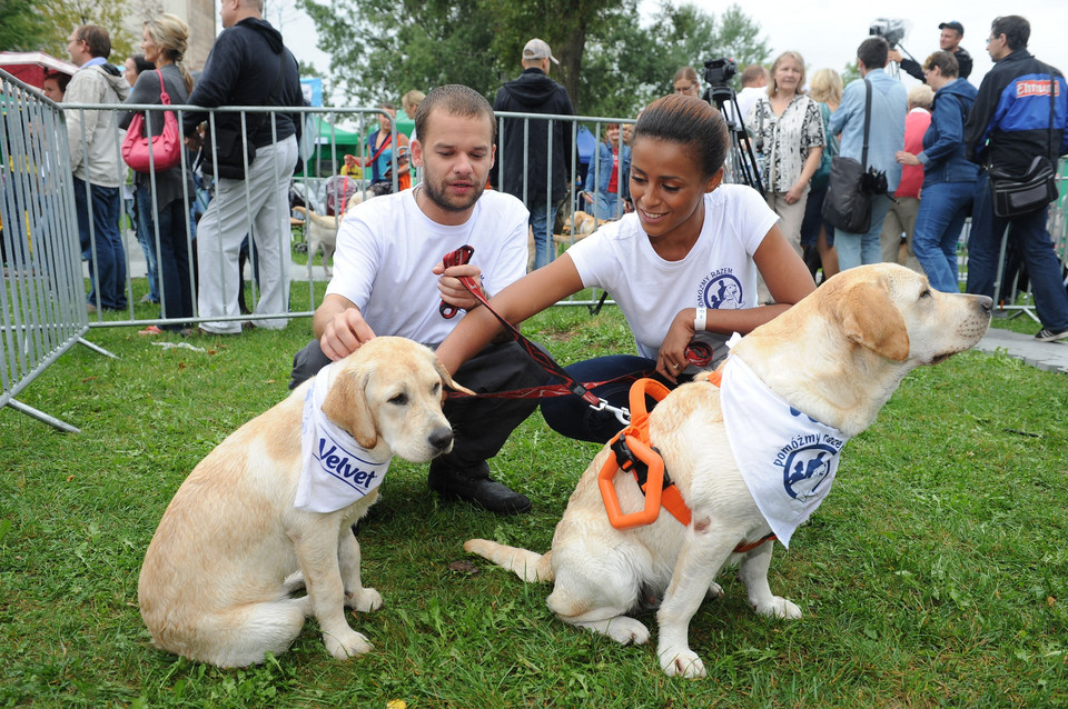 Gwiazdy na 4. Paradzie Labradorów