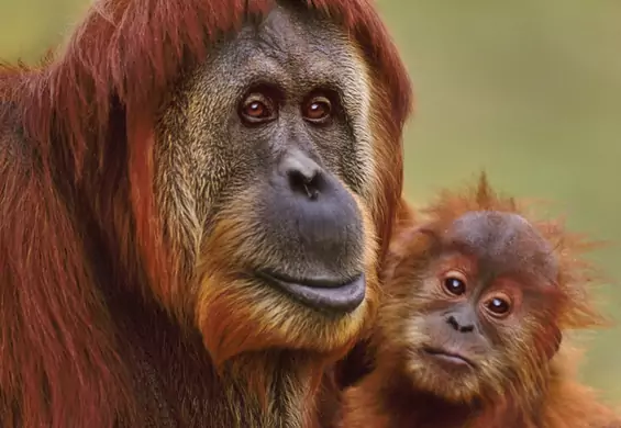 Produkcja OREO przyczynia się do śmierci orangutanów. Smutny raport Greenpeace