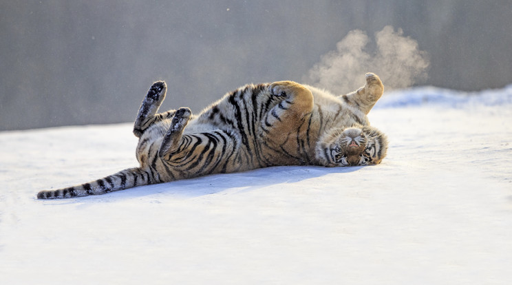 Így fürdik a tigris a hóban / Fotó: AFP