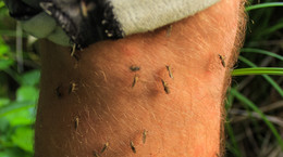 Komary najczęściej wybierają te cztery grupy ludzi na swoje &quot;ofiary&quot;