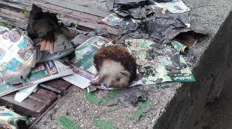 A barbár gyilkos élve gyújtotta fel egy sünit a XIII. kerületben /Fotó: Facebook-Állatmentő Sereg