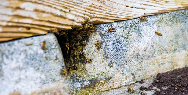 Odkryli 50 tysięcy pszczół w ścianie domu. "Na początku myślałam, że to ciało"