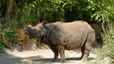 W Indonezji pojawił się młody nosorożec. To ważne dla zachowania gatunku