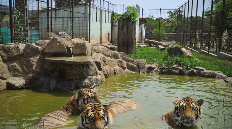 Kevesen tudják, de a tigrisek kimondottan szeretik a vizet