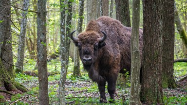 Żubry do Białowieży najprawdopodobniej zwabiają... wyrzucane jabłka